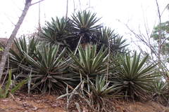 Agave angustifolia